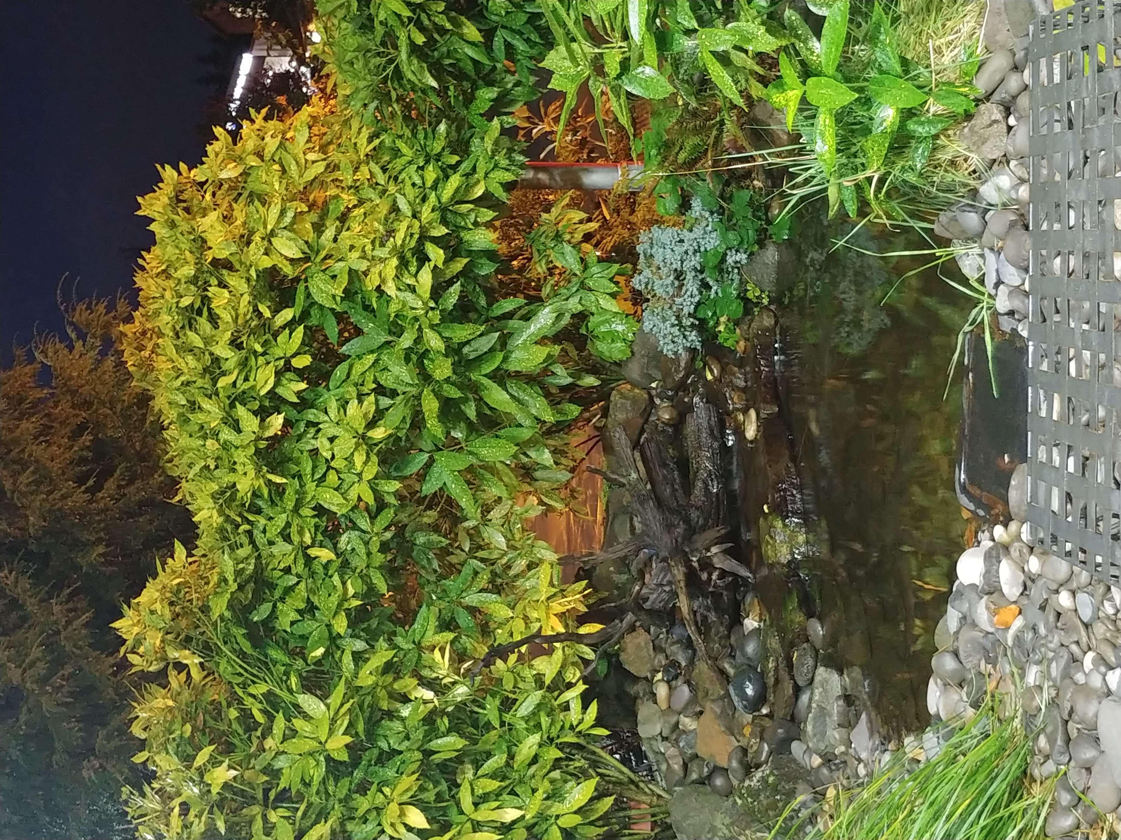 Best Western Plus Parkway Inn ウィルソンヴィル エクステリア 写真